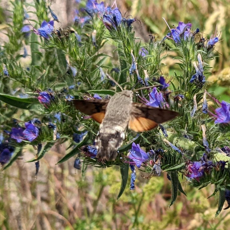 Taubenschwänzchen