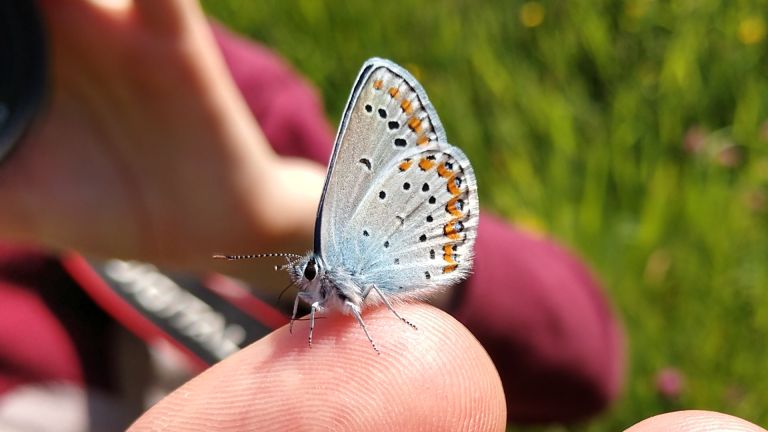 Schmetterlinge zähmen