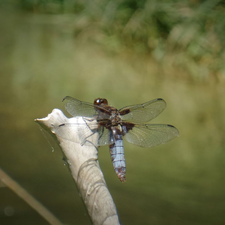 Libelle